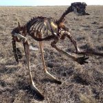 1_Farmer-shares-confronting-photo-of-a-kangaroo-skeleton-standing-upright-to-highlight-the-gra...jpg