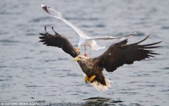Where seagulls dare Eagle is ambushed for his supper above Norwegian fjord 2.jpg