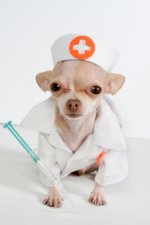 dog-doctor.jpg