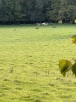 IMG_1087.jpeg