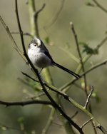 BIRDS-2.jpeg