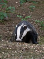 IMG_5775.jpeg