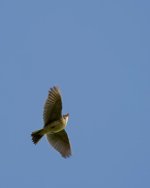 BIRDS-2.jpeg