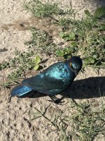 IMG_0232.jpeg