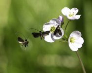 BEAUTIFUL DEMOISELLE-2.jpeg