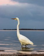 2025-05-27 Rippleside Park-4.jpg
