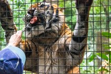 2025-05-31 - Melbourne Zoo-1.jpg