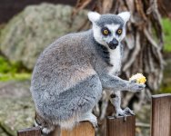 2025-05-31 - Melbourne Zoo-6.jpg