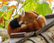 2025-05-31 - Melbourne Zoo-8.jpg