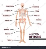 stock-vector-anatomy-of-human-bone-with-name-of-all-parts-diagram-or-illustration-with-labelin...jpg