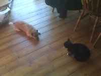 IMG00065.jpg