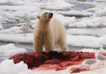 polar-bear-blood.jpg