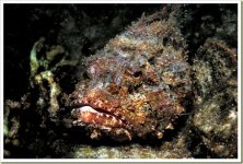 06-most-poisonous-animals-in-the-world-stonefish.jpg