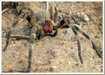 07-most-poisonous-animals-in-the-world-wandering-spider1.jpg
