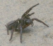 sydney-funnel-web-spider.jpg