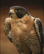 peregrine-falcon.jpg