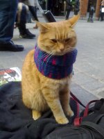 big issue seller cat.jpg