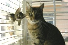 cats.jpg
