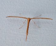 plume_moth.jpg