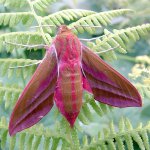 elephant hawk moth.jpg