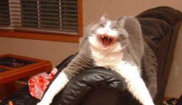 catv.jpg