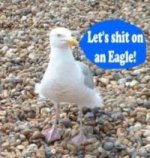 seagull.jpg