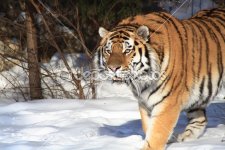 dep_2070995-Siberian-Tiger-In-Winter-Forest.jpg