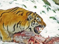 tiger kill.jpg