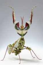 praying mantis.jpg