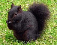 black squirral.jpg