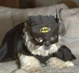 bat dog.jpg