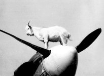 Goat-On-A-Plane.jpg