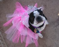 ballerina-princess-dog-cost.jpg