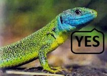 Green_lizard_male.jpg