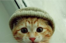 cat-wearing-a-hat-close-up.jpg