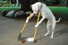 perfectdog%u0025255B1%255D.jpg