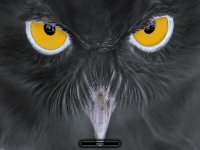 Black_Owl.jpg