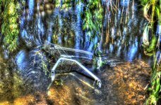 Trolley in the Stort HDR - jpeg.jpg