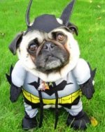 Funny-Dog-Bat-Or-Bat-Dog.jpg