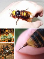 Big_Bugs_5a.jpg