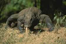 a-komodo-dragon-sensing-the-air-tim-laman.jpg