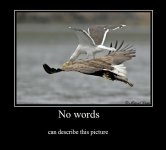 eagle_vs_seagul____by_amazingicecoldchick-d4jeh6q.jpg