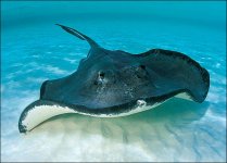 stingray-picture.jpg