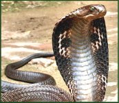 king-cobra-india.jpg