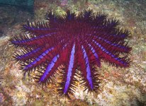 crown_of_thorns-jonhanson.jpg