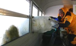 Polar-Bear-Bus.jpg