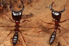 Army Ants.jpg