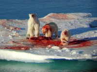 polar-bears-eating.jpg
