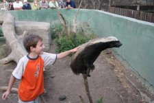 honey-badger-with-child.jpg