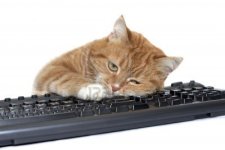 3160292-the-red-cat-lays-on-the-keyboard.jpg